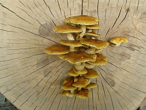houba na bukovém dřevě