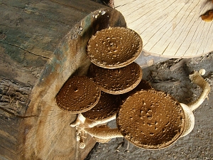 houba na dřevě