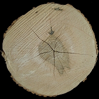 jasanové dřevo
